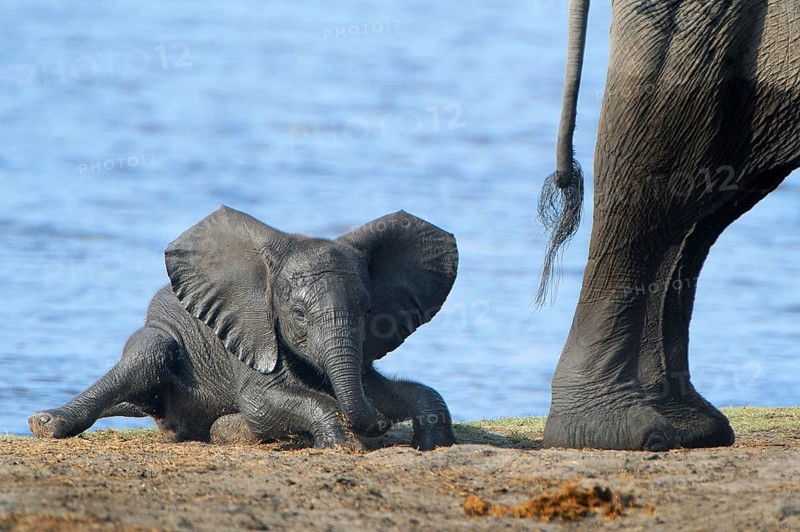 African Bush Elephant (Loxodonta africana)