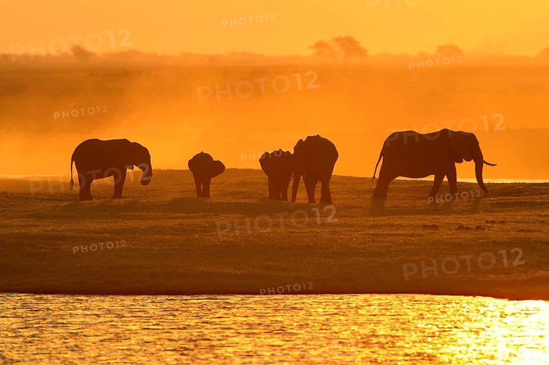 African Bush Elephants (Loxodonta africana) on the water edge at sunset