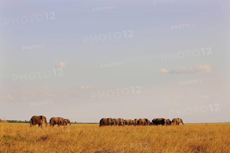 African Bush Elephants (Loxodonta africana)