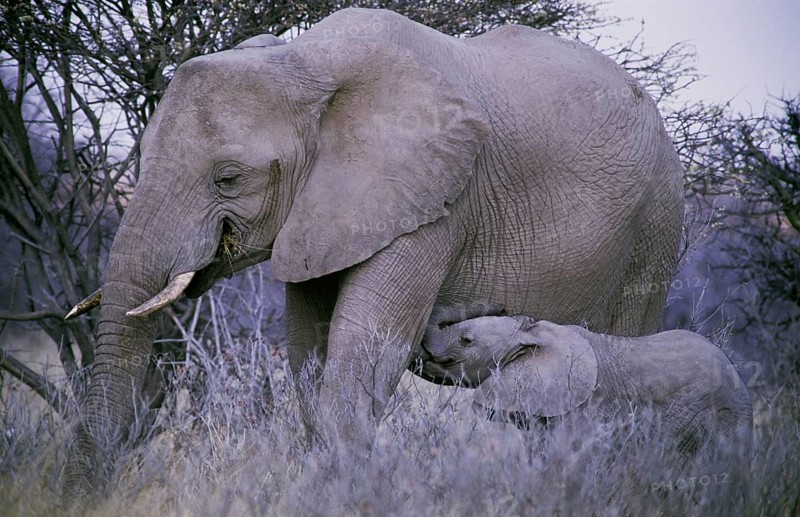 African Bush Elephant (Loxodonta africana) with a calf