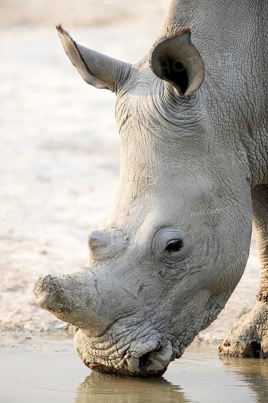 White Rhinoceros (Ceratotherium simum)