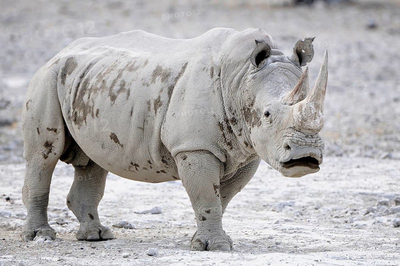 White Rhinoceros (Ceratotherium simum)