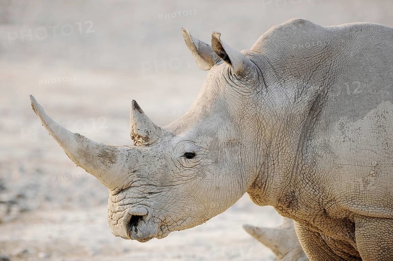 White Rhinoceros (Ceratotherium simum)