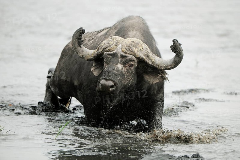 African Buffalo (Syncerus caffer)