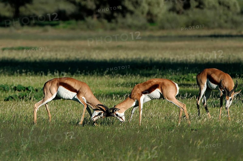 Springboks (Antidorcas marsupialis)
