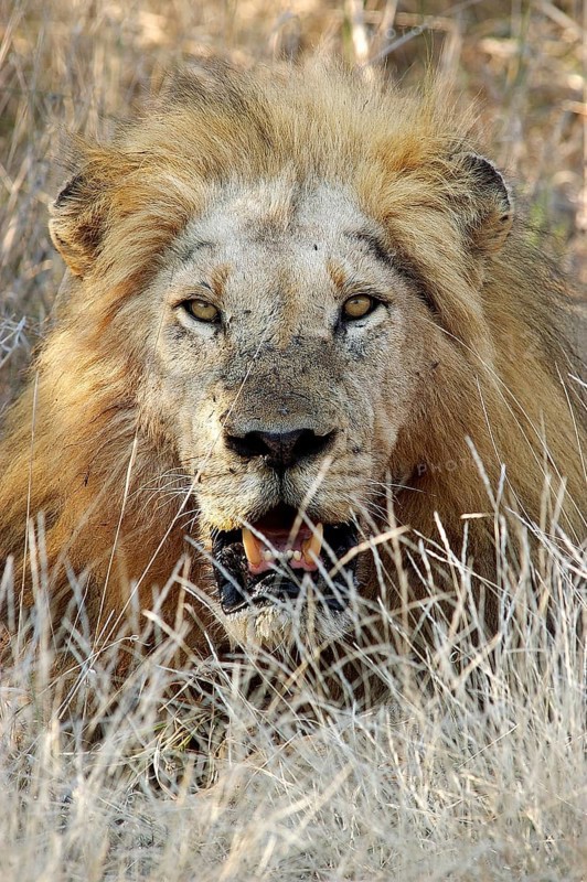 Lion (Panthera leo)