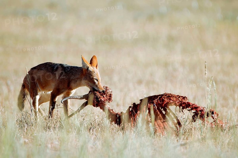 Black-backed Jackal (Canis mesomelas) feeding on prey