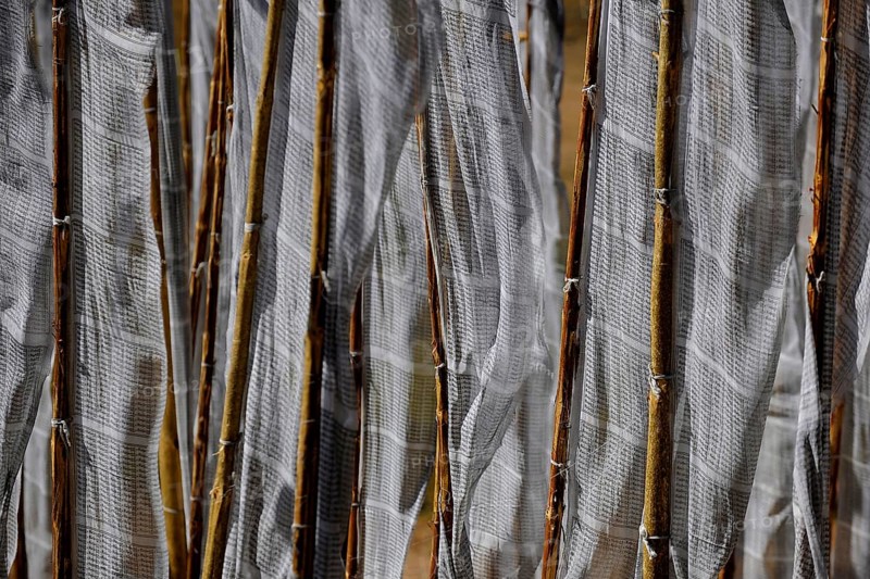 Fluttering prayer flags