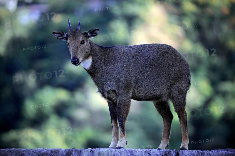 Wild Goat (Capra aegagrus) standing on a wall at Trashigang Dzong fortress