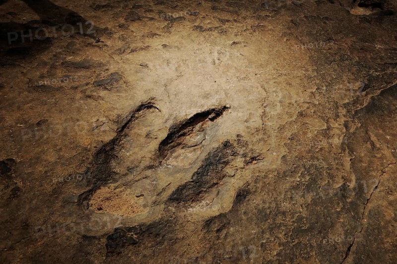 Several million years ago dinosaurs left their now fossilized footprints in the mud of a river bed