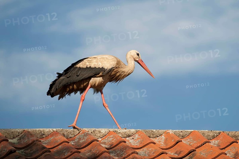 White Stork (Ciconia ciconia) walking on a roof