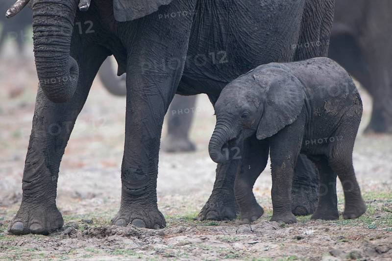 African Elephant (Loxodonta africana)
