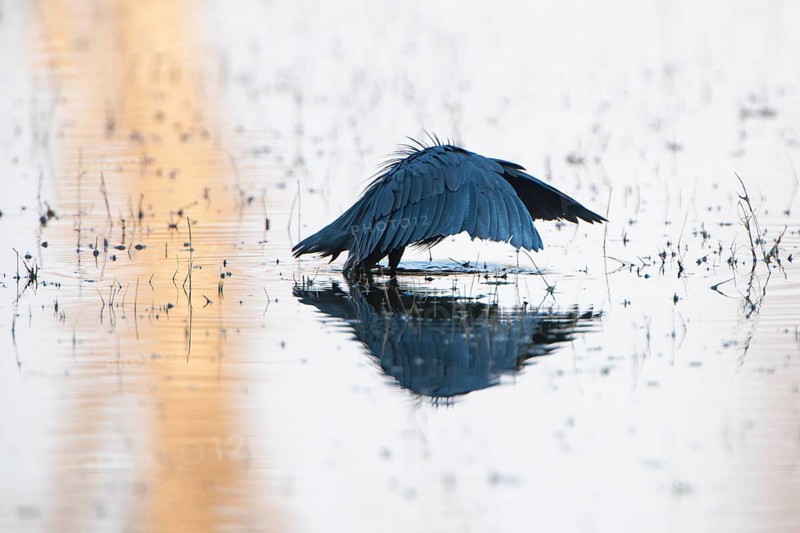 Black Heron or Black Egret (Egretta ardesiaca) hunting with its typical wing position