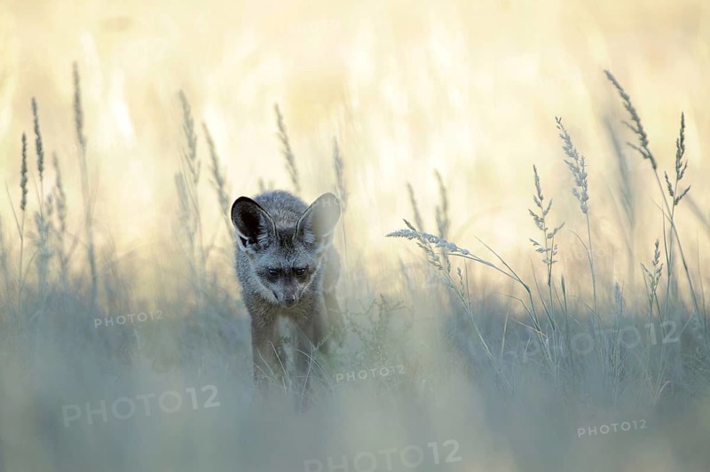 Bat-eared fox (Otocyon megalotis)