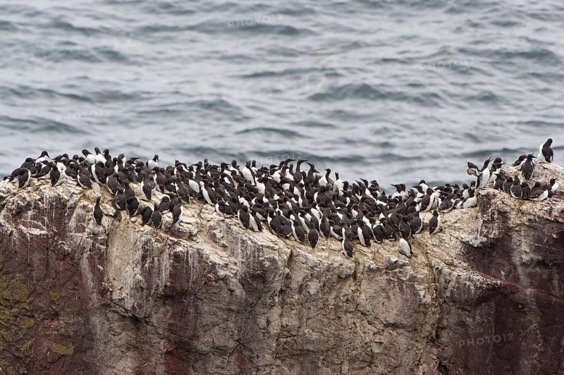 Colony of Common Murres or Common Guillemots (Uria aalge) nesting on a cliff