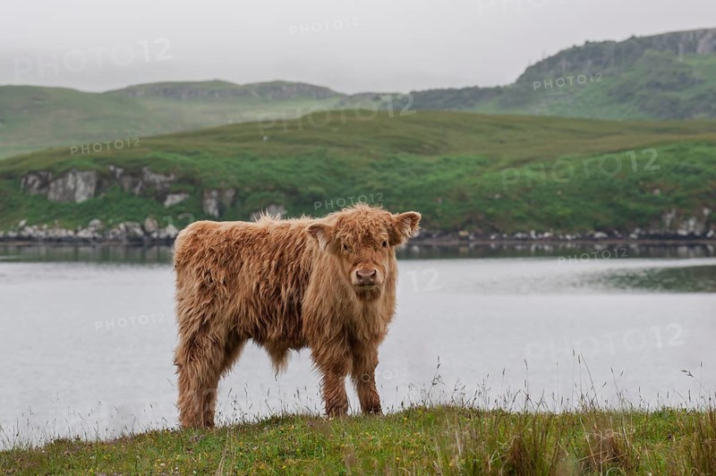 Scottish Highland Cattle