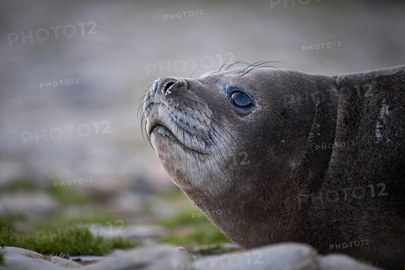 Southern Elephant Seal (Mirounga leonina)