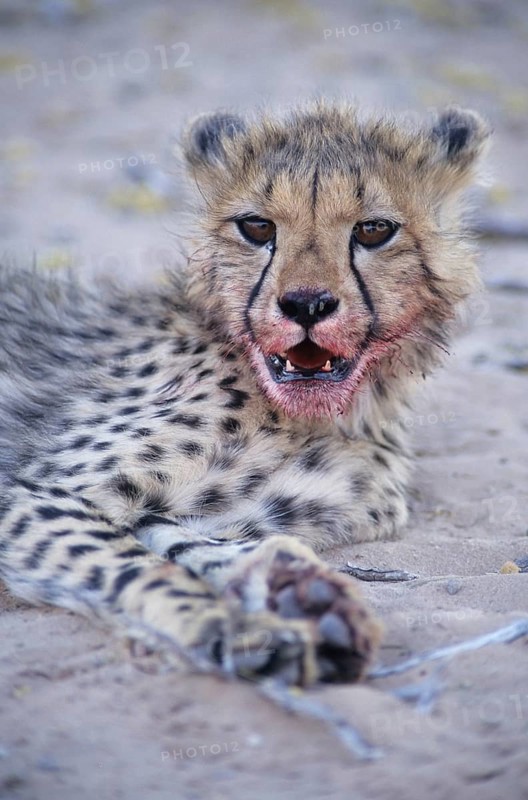 Cheetah (Acinonyx jubatus) with a bloodied face after feeding