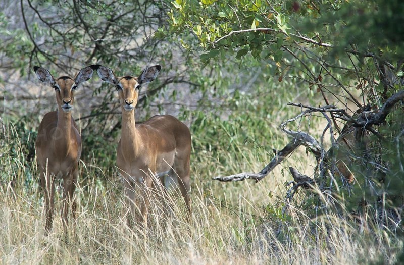 Impalas (Aepyceros melampus)