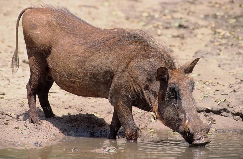 Desert Warthog (Phacochoerus aethiopicus)