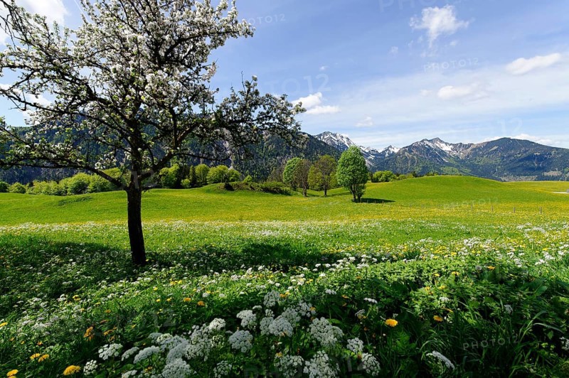 Meadows in spring near the Siglhof Cafe
