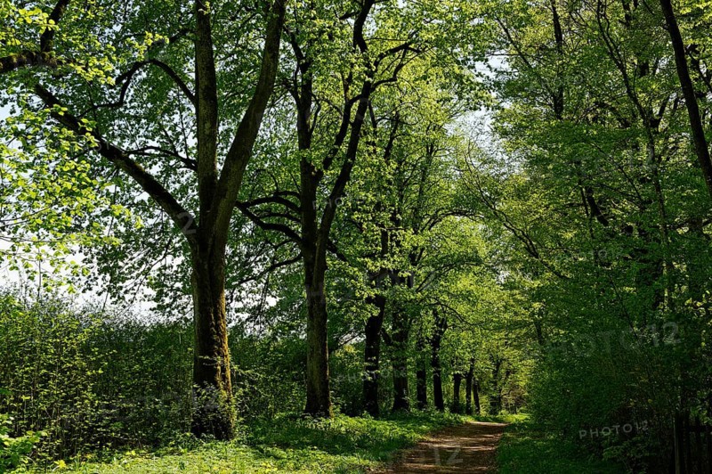 Tree-lined avenue on Staltacher Gut estate