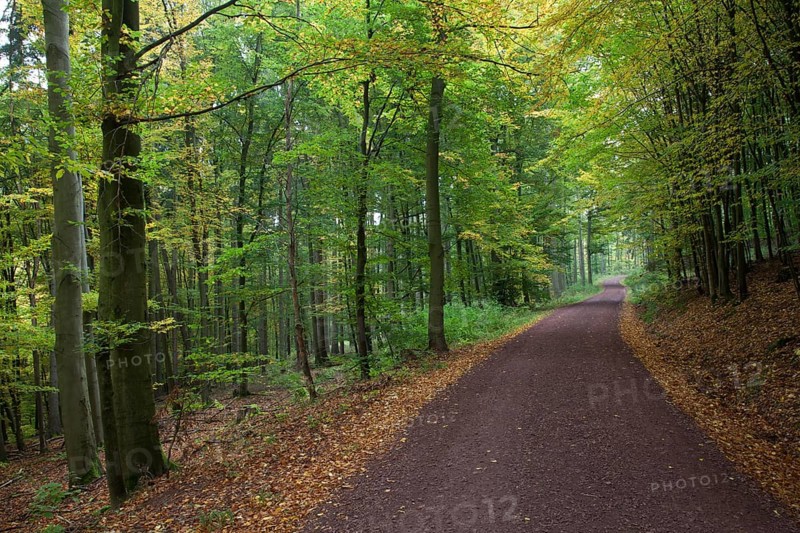 Hiking trail through a hardwood forest along the Rennsteig ridge walk