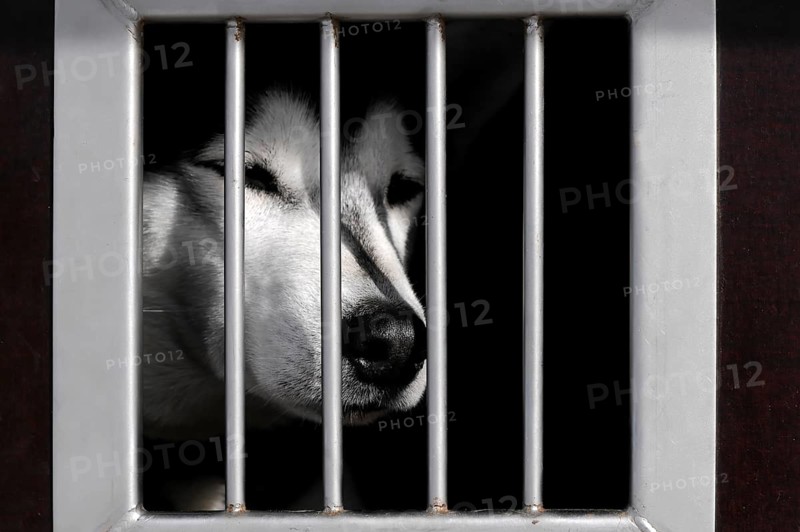 Siberian Husky behind bars in a transport vehicle