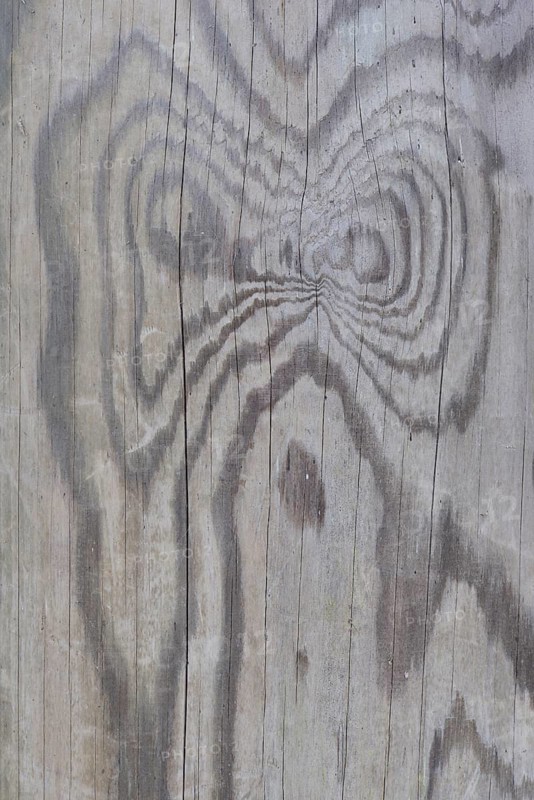 Wood grain of a Scots pine (Pinus sylvestris)
