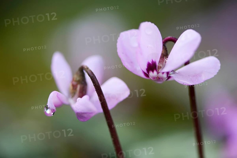 Flowering Spring Cyclamen or Spring Alpine Violet (Cyclamen coum album)