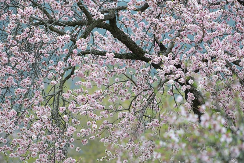 Blossoming Almond tree (Prunus dulcis)