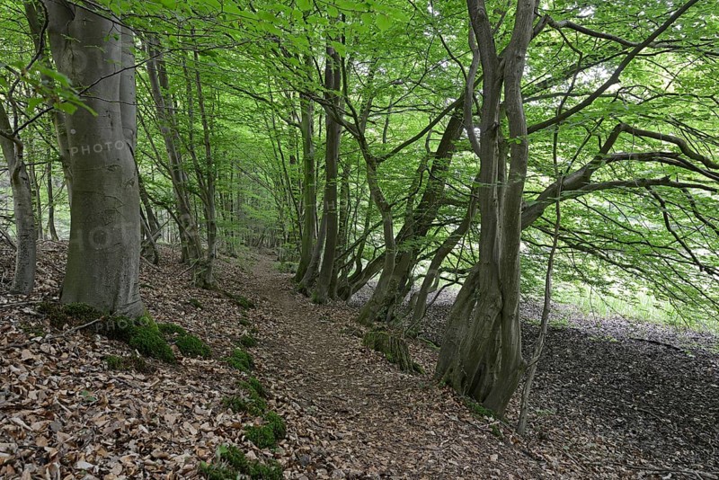 Riparian forest