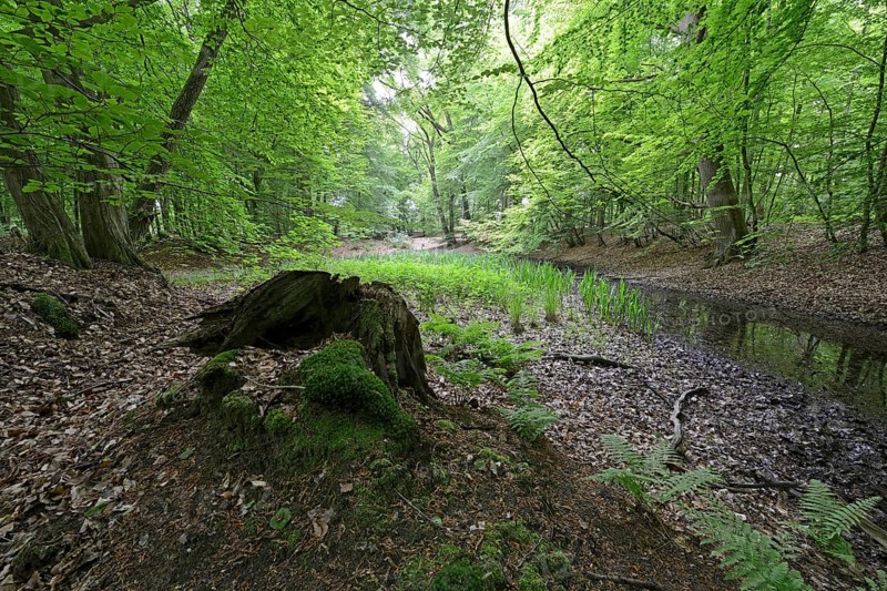 Riparian forest