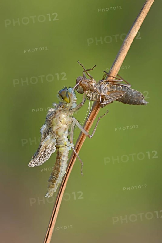 Small Darter (Leucorrhinia dubia)