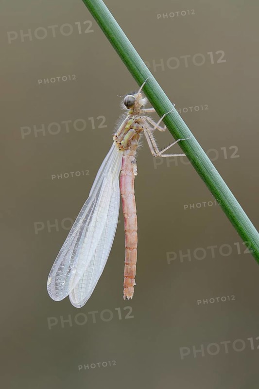 Red-legged Damselfly (Platycnemis acutipennis)