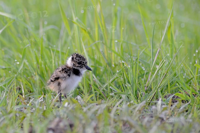 Lapwing