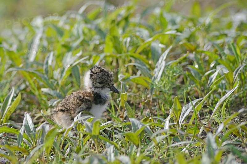 Lapwing