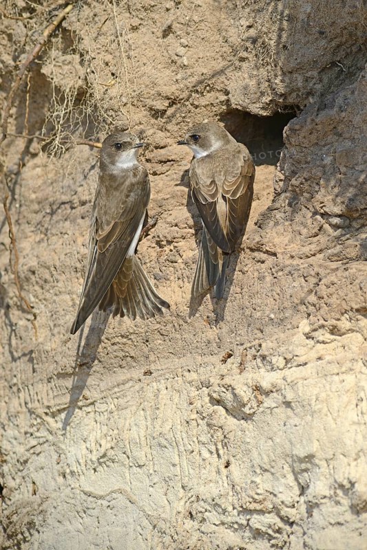 Sand Martins (Riparia riparia) outside a breeding cave