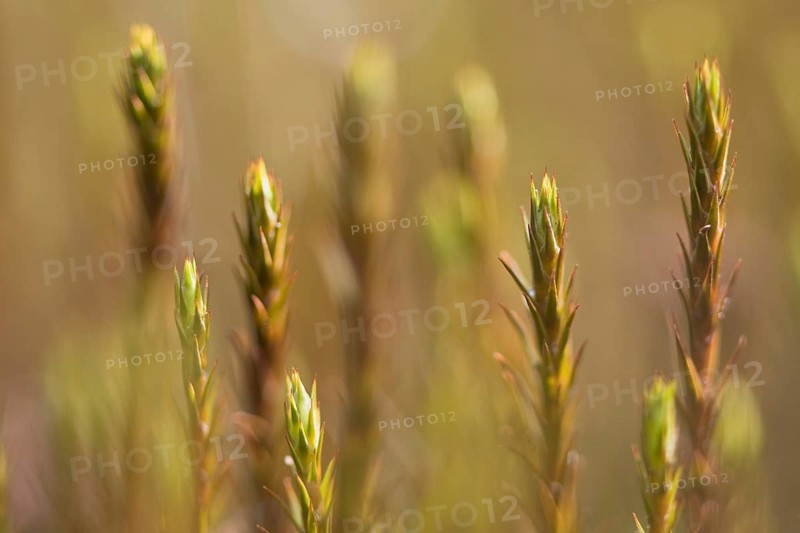 Shoots of Bank Haircap Moss (Polytrichum formosum)