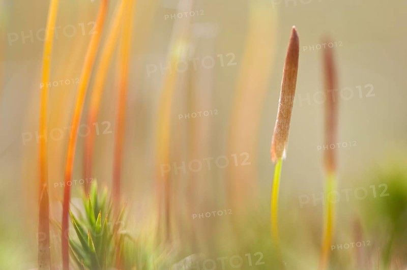 Bank Haircap Moss (Polytrichum formosum)