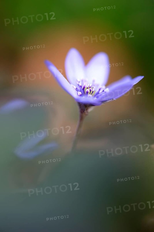 Transylvanian Hepatica (Hepatica transsylvanica)