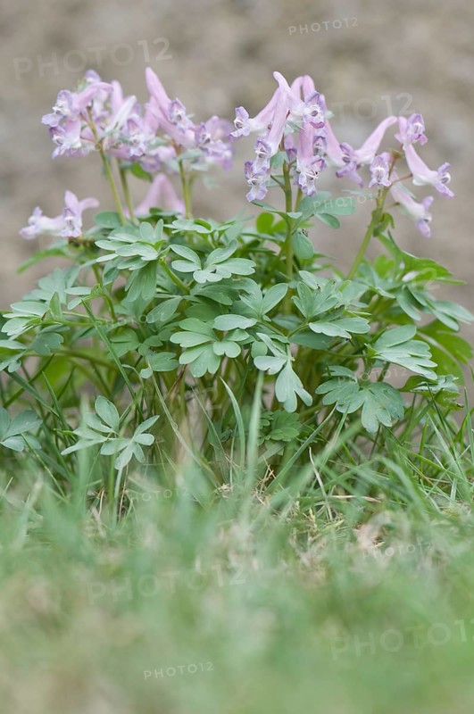 Fingered Corydalis (Corydalis solida)