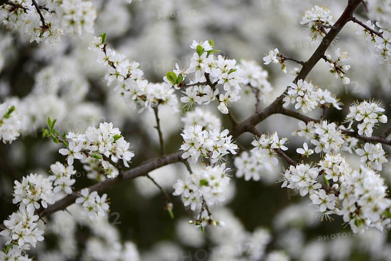 Blackthorn or Sloe (Prunus spinosa)