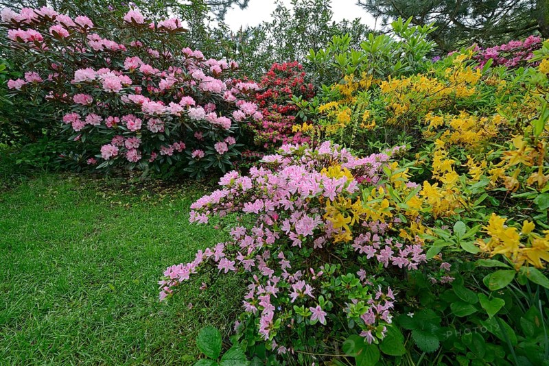Blooming Rhododendrons (Rhododendron)