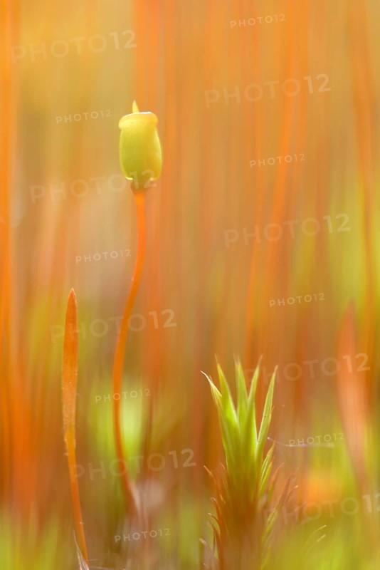 Sporangium of Bank Haircap Moss (Polytrichum formosum)