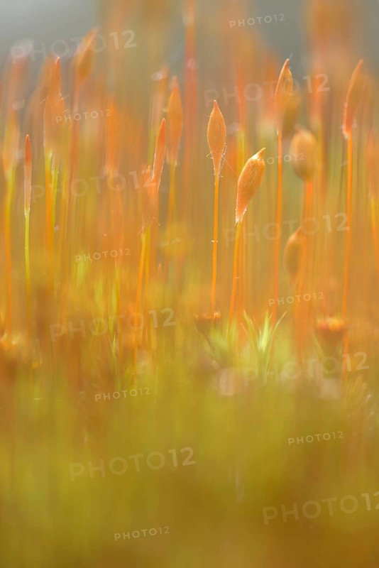 Bank Haircap Moss (Polytrichum formosum)