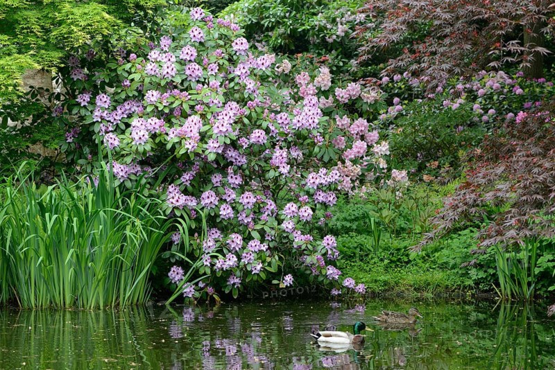 Flowering Rhododendron (Hybrid Humboldt)