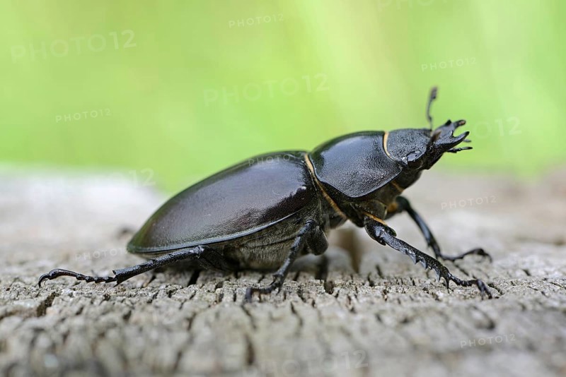 Stag Beetle (Lucanus cervus)