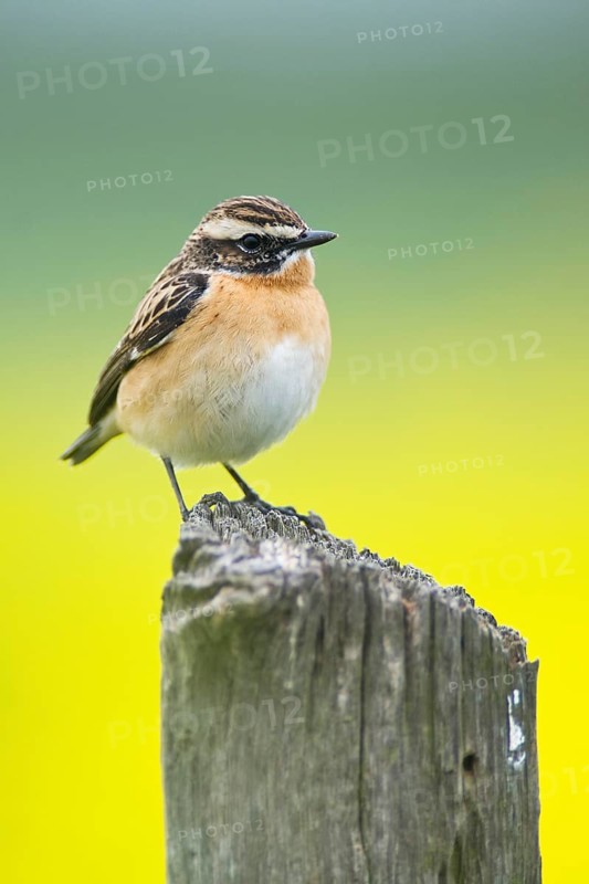 Stonechat (Saxicola torquata)
