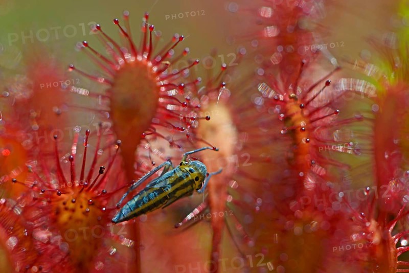 Oblong-leaved Sundew or Spoonleaf Sundew (Drosera intermedia) with a grasshopper larva